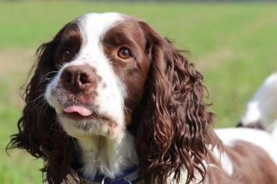 狗 家畜 四足 动物肖像 狗摄影 肖像 英语史宾格犬 粗鲁的
