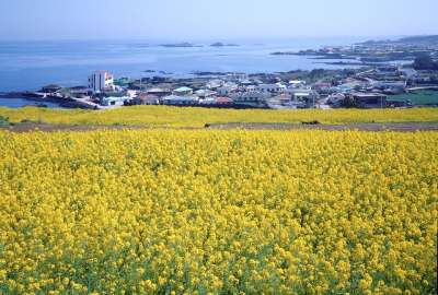 大韩民国 济州岛 济州 大自然 春天 旅行 韩国 景观 风光