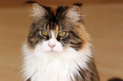 猫 缅因浣熊 看 动物 毛茸茸的 家猫 纯种 头发 猫眼 毛皮