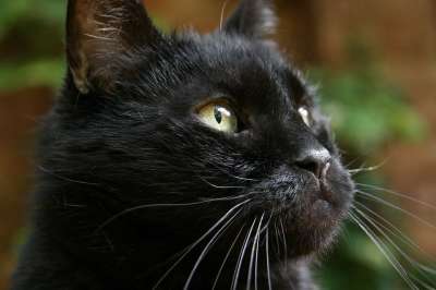 猫 宿醉 黑色的 家猫 猫脸
