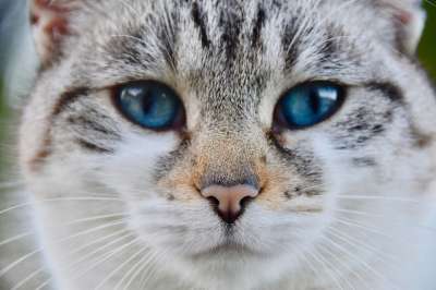 猫 松露猫 鼻子的猫 胡同猫 欧洲猫 猫蓝色的眼睛 动物 阴云