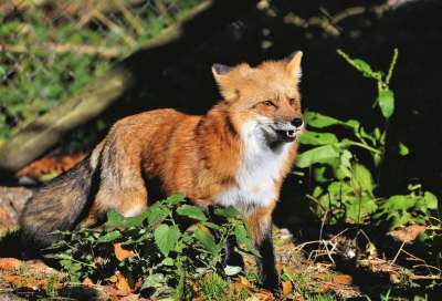 红狐 狐狸 野生动物 捕食者 动物 森林 自然 野生公园