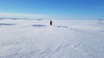 冰 大海 性质 冬天 雪 光 狗 运行