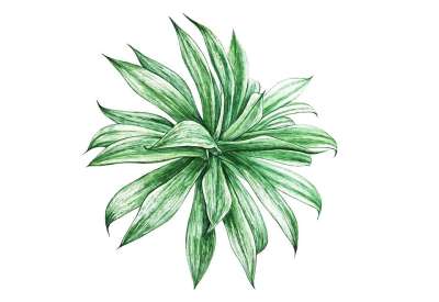 绿色 热带 植物 自然 树叶 花园 植物学 墙纸 装饰性的