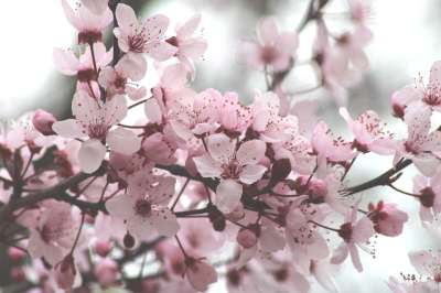 樱花 花朵 树 盛开 春天 芽 枝杈 自然 樱桃树 观赏樱桃