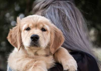 狗 小狗 金毛猎犬 宝贝狗 家畜 可爱的 小的 种族 年轻