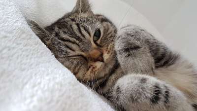 猫 毛皮 白色的 眼睛 猫眼 耳朵 猫耳朵 猫耳 家畜 关闭