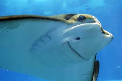 黄貂鱼 闻到 水下 水下世界 海洋生物 水族馆 在水下 动物