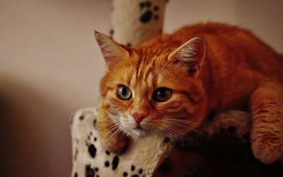 猫 宿醉 红色的 可爱的 鲭鱼 老虎 舒适 动物 家猫 毛皮