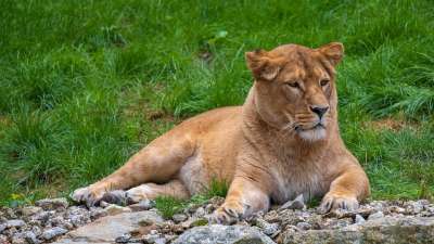 狮子 母狮 女性 动物 捕食者 野生动物 猫 大猫 野猫