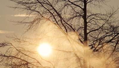 树 黎明 早晨的太阳 日出 早雾 晨雾 太阳 冬天 天气