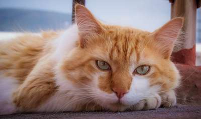 猫 可爱的 宠物 动物 小猫 国内的 猫科动物 基蒂 可爱猫咪