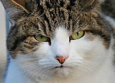 猫 宿醉 脾气暴躁的 心情不好 打扰 肖像 关闭 家猫 毛皮