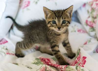 小猫 新生 猫 促进 可爱的 毛皮 国内的 猫科动物 肖像