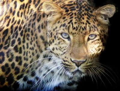 豹 捕食者 眼睛 大猫 荒野 污渍 关闭 野猫 动物肖像 细心