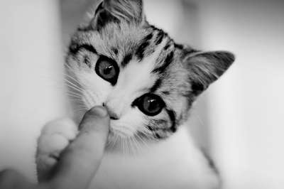 猫 小猫 年轻的猫 家畜 家猫 俏皮的 小狗 Katzenkopf