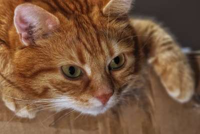 猫 鲭鱼 红色的 家猫 家畜 动物 猫眼 猫脸 宿醉