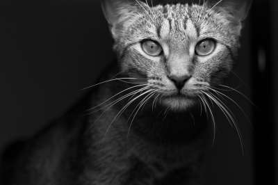 动物 猫 猫科动物 高清壁纸 宠物 胡须 灰猫 灰色的动物