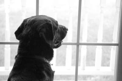 拉布拉多犬 窗户 失踪 观看 等待 狗 看着 奉献 再见