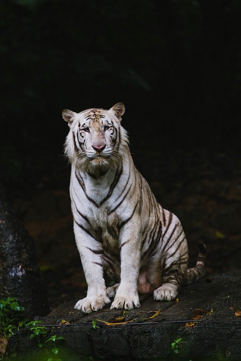 老虎 猫科动物 条纹 白色的老虎 哺乳动物 动物 荒野 野生动物