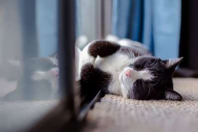 猫 宠物 动物 睡眠 休息 热 阳光 猫科动物 国内的 可爱的