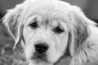 狗 小狗 年轻 小的 可爱的 动物肖像 金毛猎犬 看法 狗看