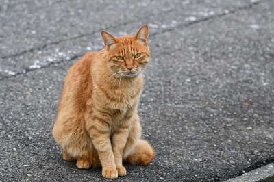 猫咪 胡须 宠物 路 虎猫 茶虎 动物 景观