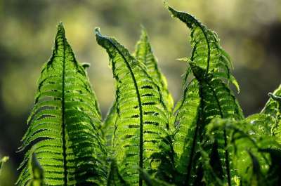 蕨类植物 叶子 植物 植物群 植物学 绿色 草地 美味 花园