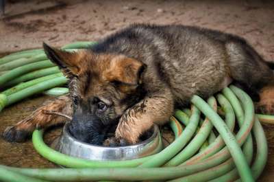 德国牧羊犬 小狗 可爱 吉祥物