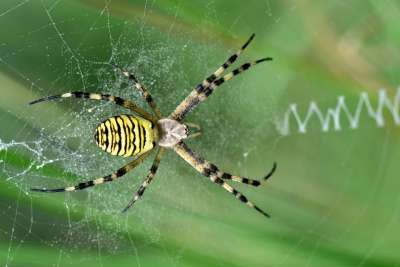 黄蜂蜘蛛 Zebraspinne 老虎蜘蛛 圆形 Bruennichi