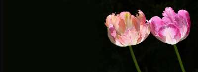 郁金香 二 两个郁金香 花 开花 郁金香花 深色背景 黑色背景