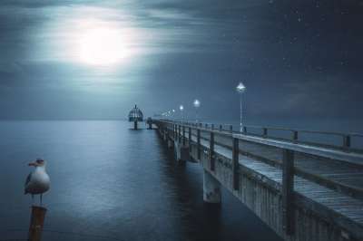 海鸥 码头 网关 海之夜 星星 景观