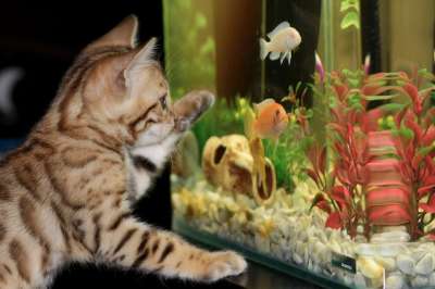 小猫 水族馆 孟加拉 宠物 鱼 水族馆 水族馆 水族馆 水族馆