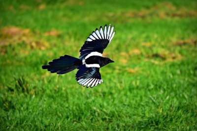 鹊 鸟 动物 Corvidae 野生动物 航班 飞行 翅膀 羽毛