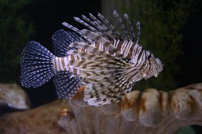 狮子鱼 咸水鱼 水族馆 海洋 动物