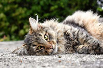 猫 动物 肖像 可爱的 头 野猫 森林猫 邻居的猫 脸 猫肖像