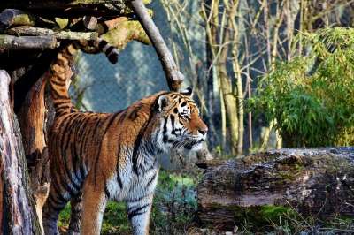 老虎 大猫 捕食者 野猫 危险的 高贵 大华 野生动物 动物园