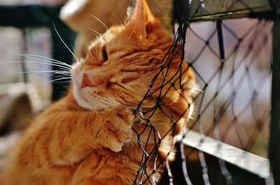 猫 宿醉 红色的 可爱的 鲭鱼 老虎 舒适 动物 家猫 毛皮