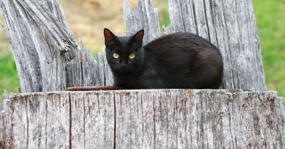 猫 黑色的 动物 猫科动物 宠物 哺乳动物 基蒂 万圣节 眼睛