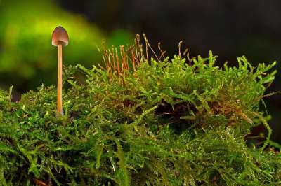 蘑菇 苔藓 小蘑菇 森林 落下 迷你蘑菇 森林蘑菇 海绵 绿色