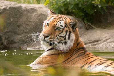 老虎 动物 动物园 孟加拉虎 食肉动物 哺乳动物 大猫 捕食者