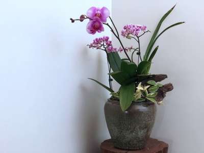 花 植物 花瓶 盆栽 葉子 家居 蘭花