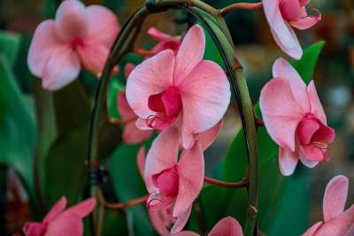 兰花 蝴蝶兰 白色的花 花朵 热带花卉 自然 开花 紧密联系