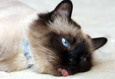 那只猫 语 昏昏欲睡 猫似的 有趣的