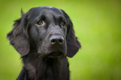 平毛猎犬 狗 动物 动物肖像 家畜 眼睛 看法 鼻子 头 毛皮