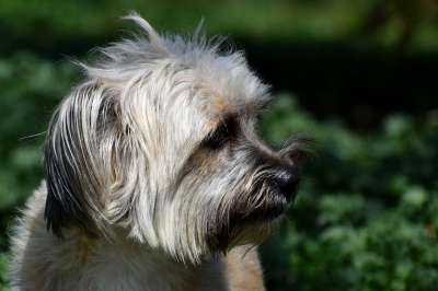 狗 宠物 头 动物 小狗 家犬 犬类 哺乳动物 毛茸茸的