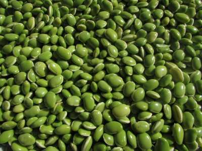 豆类 豆科植物 脉冲 豌豆 绿色 食用 蔬菜 印度 绿色蔬菜