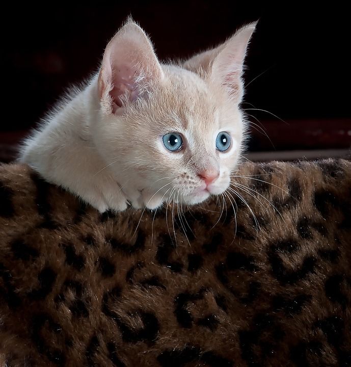 基蒂 猫 小猫 宠物 动物 可爱的 猫科动物 国内的 年轻
