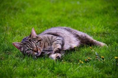 猫 松弛 可爱 老虎