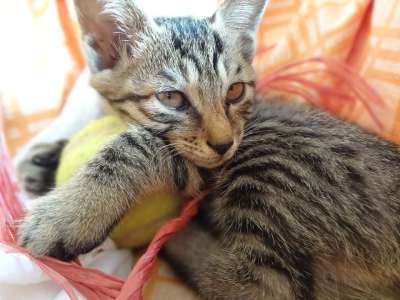 家居 小清新 可爱 猫